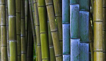 bambublue thumb