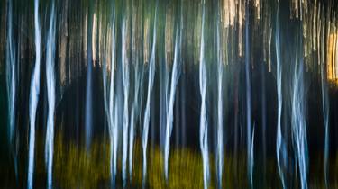 Silver Birch - Limited Edition 1 of 10 thumb