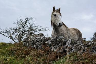 Dapple grey Irish horse standing in the wilderness in Ireland thumb
