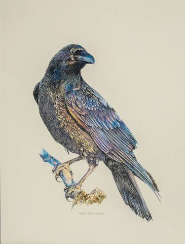 Raven, Original Colored Pencils Drawing thumb