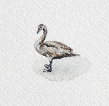 Young Gray Swan, Miniature thumb