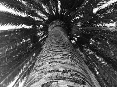 Palm Tree in Suisun City - Limited Edition of 1 thumb