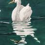 A gouache painting of a pair of swimming swans. It is executed on 300gsm hot pressed watercolour paper, is titled 'Swimming Swans' signed on the back, is unmounted and unframed.
I love just watching these birds and love the way their reflections look in the water as they gracefully paddle along. How could one not be inspire by such creatures? :)