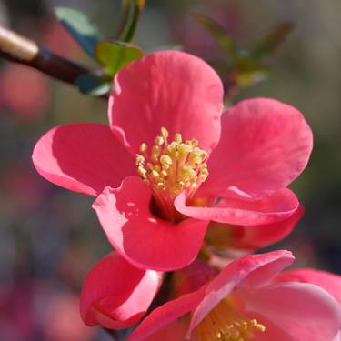 Print of Floral Photography by Marko Nedanovski