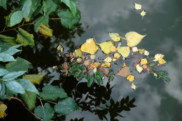 Print of Impressionism Nature Photography by Marko Nedanovski