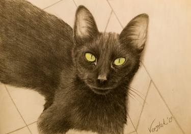 Original Illustration Cats Drawings by Tetiana Verstak
