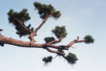 Pine tree - Limited Edition of 20 thumb