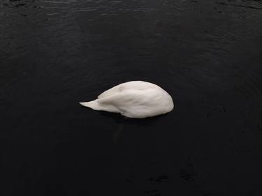 Swan in Regent Park - Limited Edition of 20 thumb