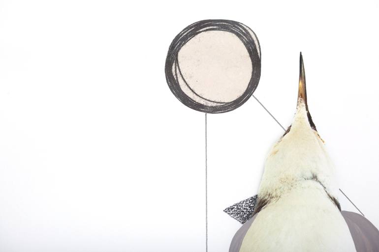 Original Abstract Animal Photography by Lucy Stevens