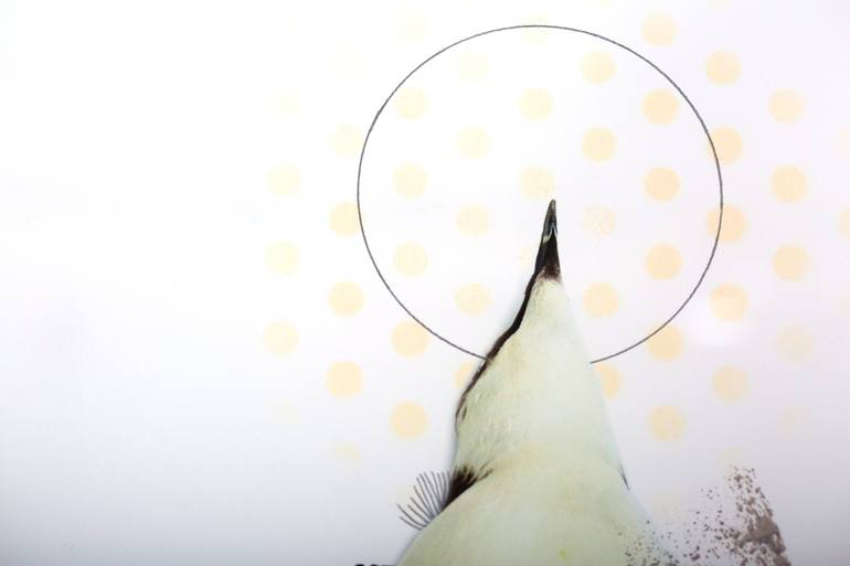 Original Abstract Animal Photography by Lucy Stevens