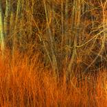 Adagio cantabile - Limited Edition 1 of 4 by Mark Castleray