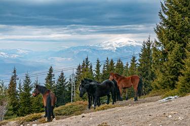 Print of Fine Art Animal Photography by Daniel Chobanov