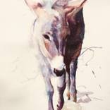 Donkey Study (I) by Sheila Wallis