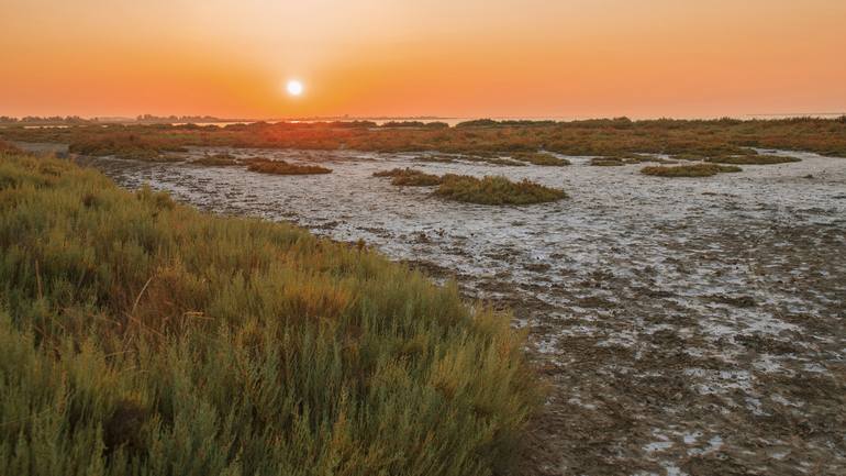 Sunrise in Camargue National Park - Limited Edition 1 of 25