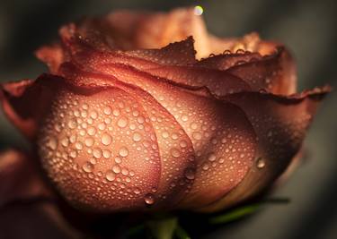 Print of Digital Art Floral Photography by Renee Novelle