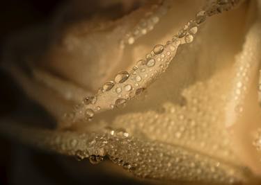 Original Digital Art Botanic Photography by Renee Novelle
