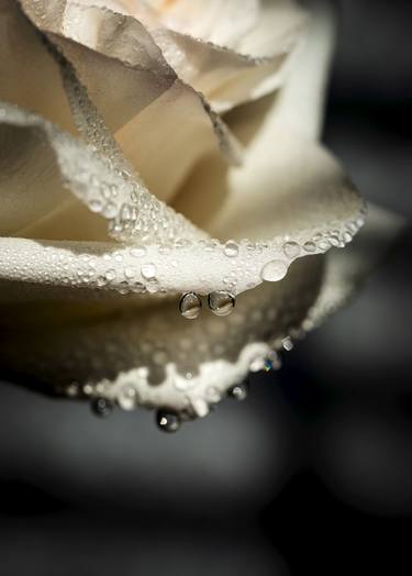 Original Digital Art Botanic Photography by Renee Novelle