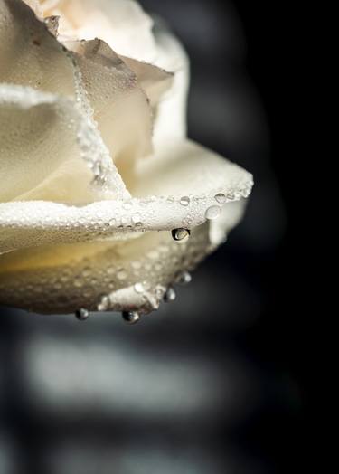 Original Digital Art Floral Photography by Renee Novelle