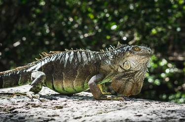 Iguanas Among Us thumb