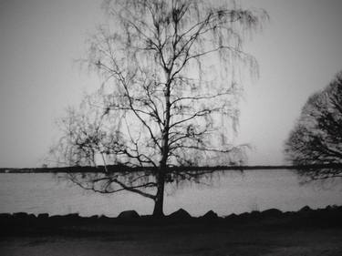 Print of Tree Photography by Ana Mangot