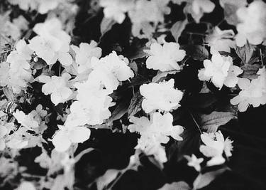 Print of Floral Photography by Ana Mangot