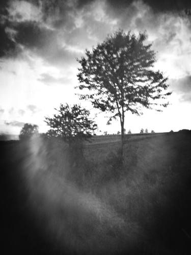 Print of Tree Photography by Ana Mangot