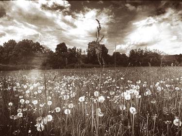 Print of Conceptual Floral Photography by Ana Mangot