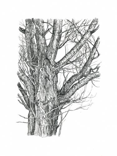 Print of Figurative Tree Drawings by Katarzyna Gagol