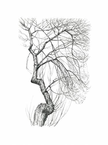 Print of Realism Tree Drawings by Katarzyna Gagol