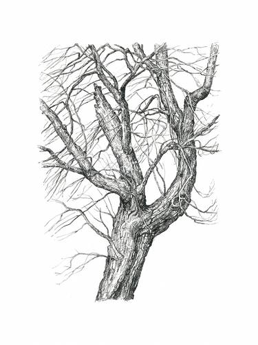 Print of Tree Drawings by Katarzyna Gagol