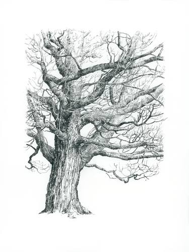 Print of Nature Drawings by Katarzyna Gagol