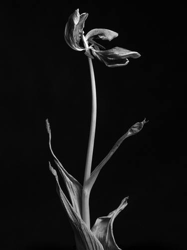 Original Floral Photography by George Rouchin