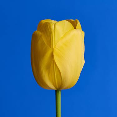 Original Fine Art Floral Photography by Dean Buckfield