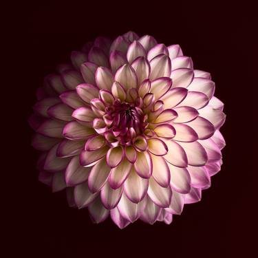 Original Fine Art Floral Photography by Dean Buckfield