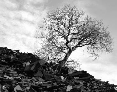 Original Tree Photography by Dean Buckfield