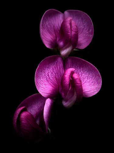 Original Expressionism Floral Photography by Dean Buckfield