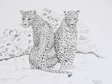 Print of Realism Cats Drawings by Dharsha Samarasinha