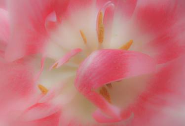 Original Floral Photography by Christine Otis