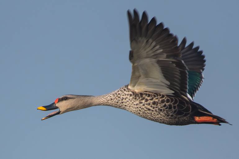 Original Other Animal Photography by Amit Sharma