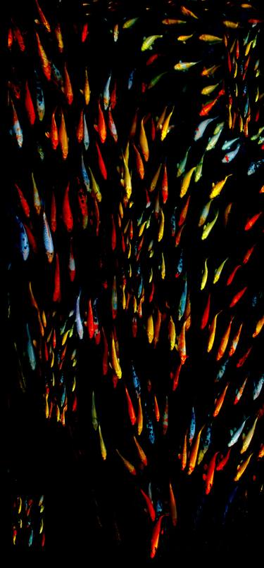 Print of Abstract Fish Photography by Peggy Fox