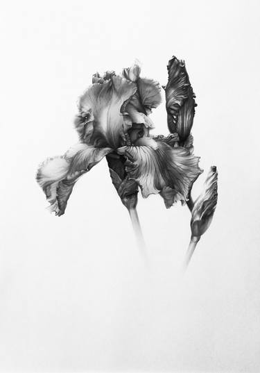 Iris. Flower drawn with a pencil on paper thumb