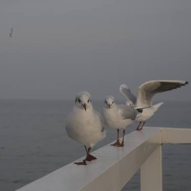 Original Beach Photography by Ditte Fallaci