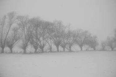 willows in winter thumb