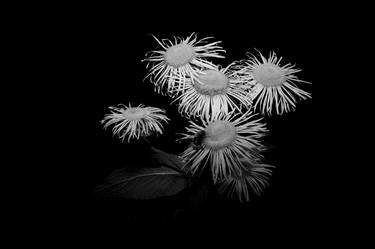 Original Minimalism Garden Photography by Ditte Fallaci