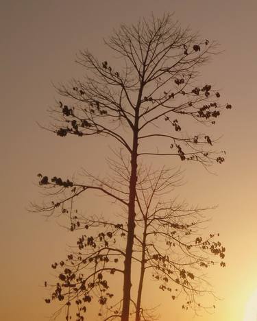 Print of Tree Photography by isabel Graf