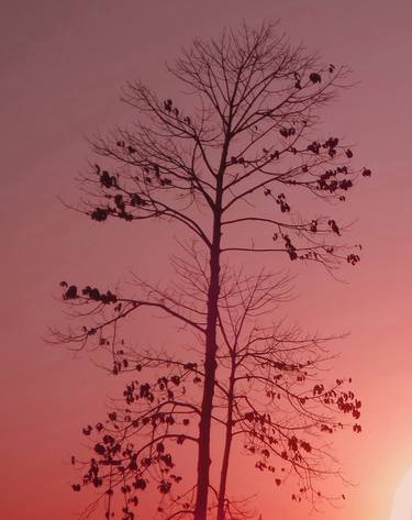 Print of Fine Art Tree Photography by isabel Graf
