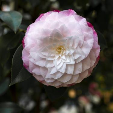 Copy of Camellia Blossom #4 thumb