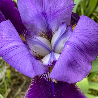 Purple Iris Macro thumb