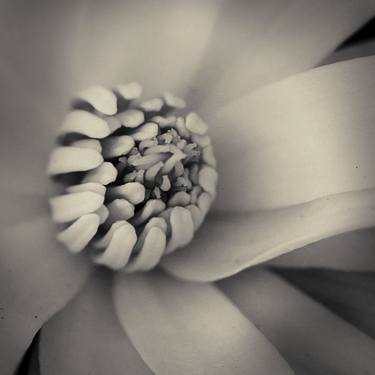 Print of Abstract Nature Photography by Gary Horsfall