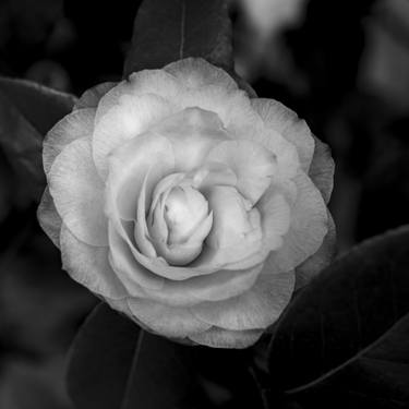 Camellia Blossom #61 thumb